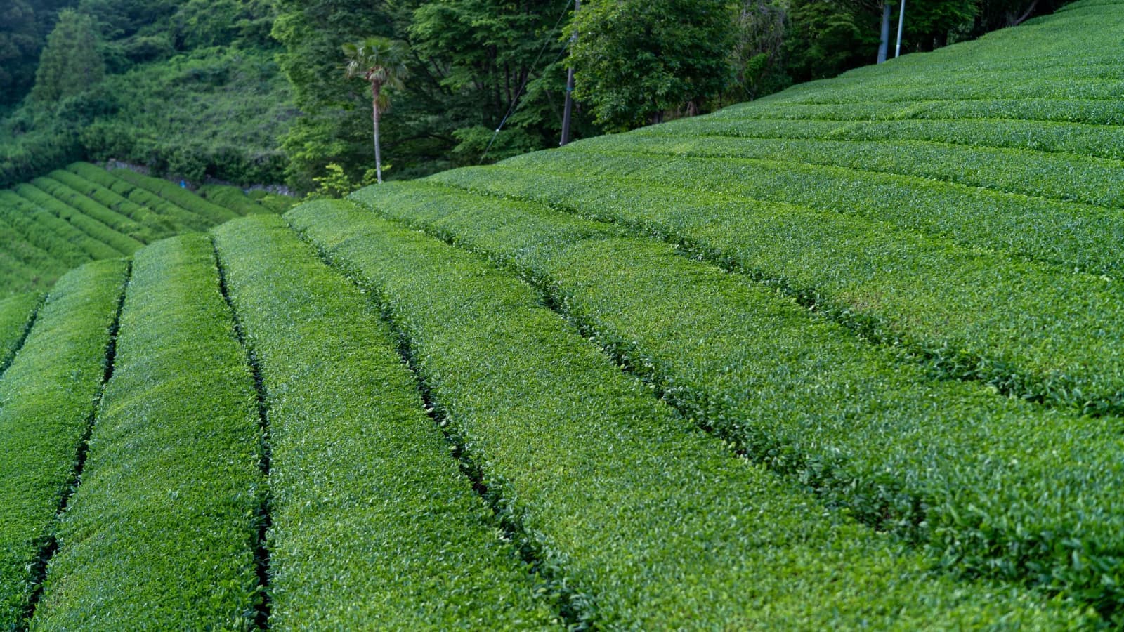 KOKO Kawane — A cinematic tea atelier — from a Shizuoka farm to the cup, with ordering and a full back-of-house.
